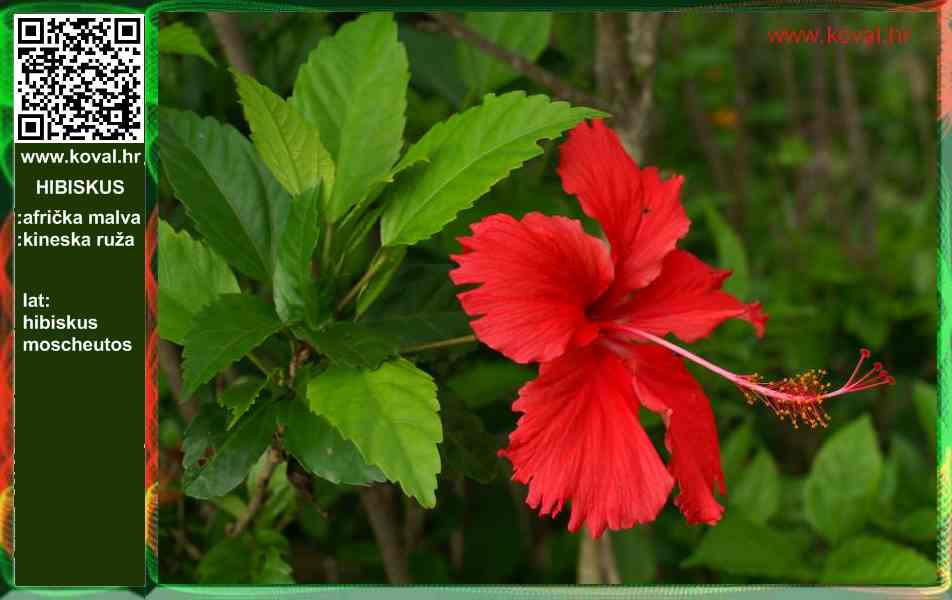 hibiskus